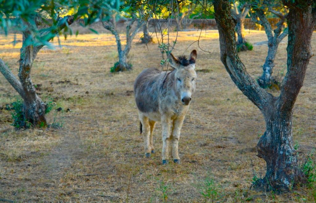 Quinta Da Bela Vista Lägenhet Póvoa e Meadas Exteriör bild